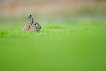 Kaninchen von Pim Leijen