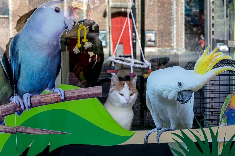 Kat papegaaienwinkel by Robert van Willigenburg