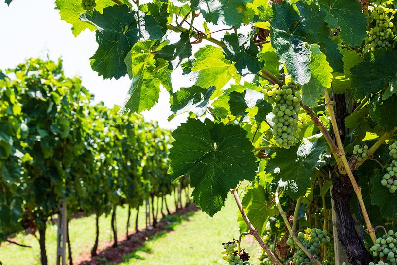 Vines with grapevine in foreground by Edith Keijzer