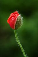 Bloeiend