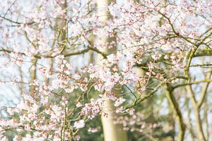 Lente Bloesem 