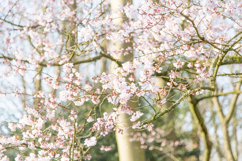 Lente Bloesem  van Chantal Cornet