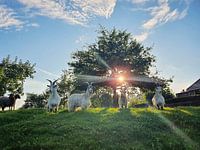 Land Geiten Abbekerk WestFriesland