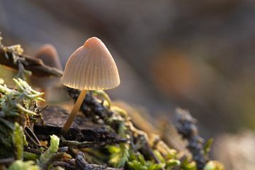 Eenzame paddenstoel van Henrys-Photography