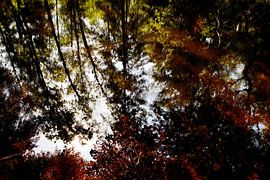 Baarnsche Bossen by Christiaan Krouwels