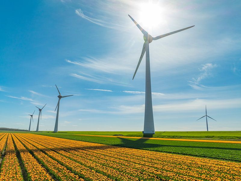Tulips in agricultural fields with wind turbines by Sjoerd van der Wal Photography