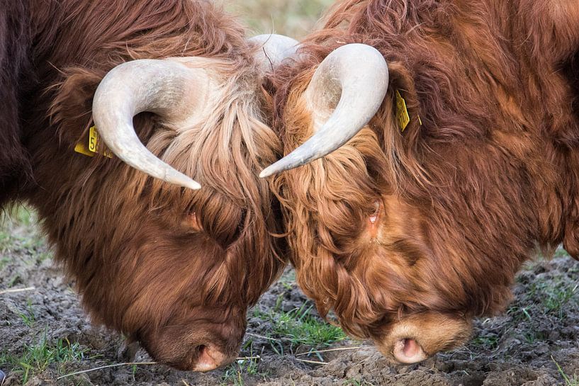 Les Highlanders écossais par henk bouwhuis