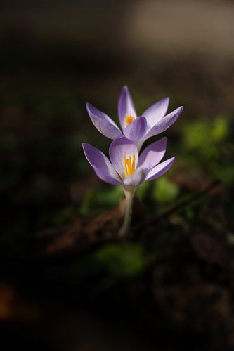 De Krokus