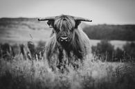 Scottish highlander close-up black and white in the Dutch countryside by Maarten Oerlemans thumbnail