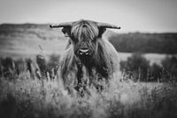 Scottish highlander close-up black and white in the Dutch countryside