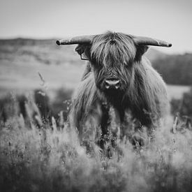 Scottish highlander close-up black and white in the Dutch countryside by Maarten Oerlemans
