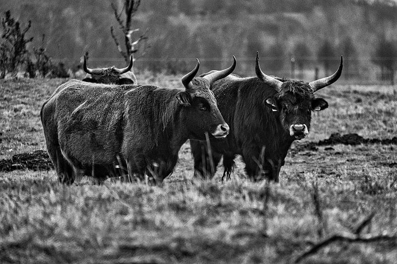 Hooglanders op een weide, in zwart-wit van Martin Köbsch
