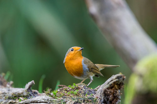 Robin on a mossy stump