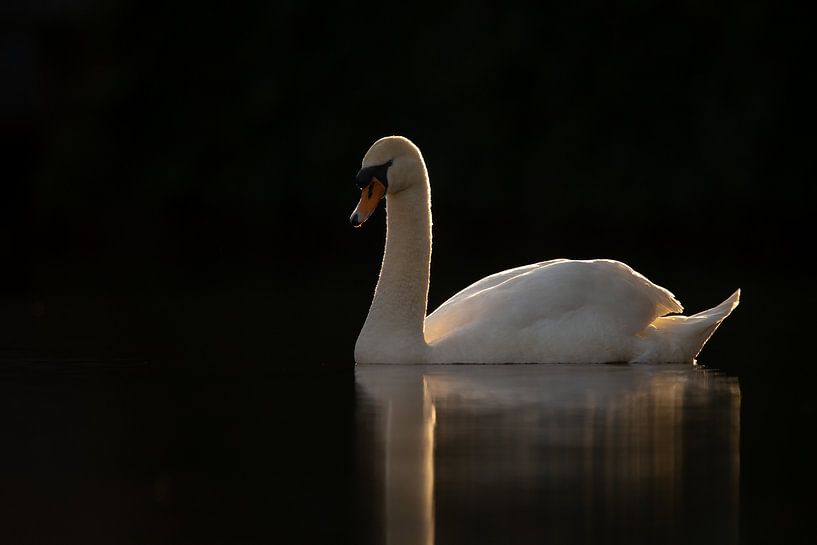 Swan in a dark frame by Menno Schaefer