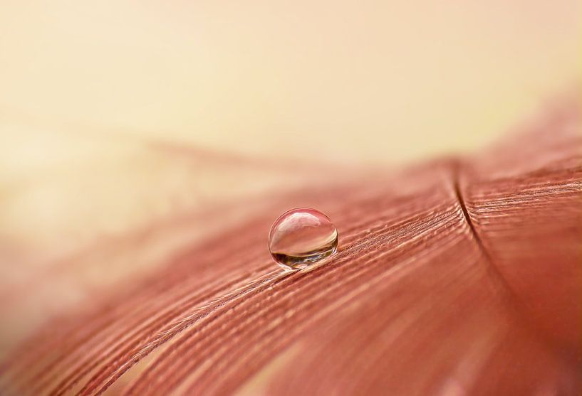 Resilience (Altrosa Feder mit Tropfen) von Caroline Lichthart