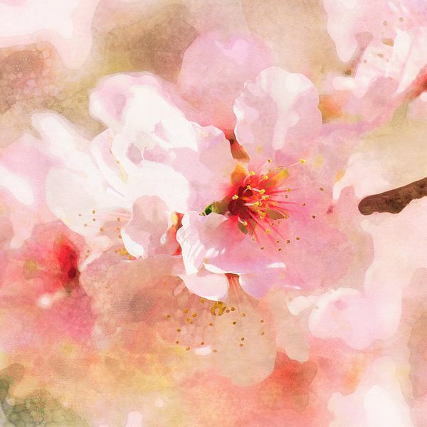Fleur de cerisier par Andreas Wemmje