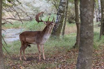 bellowing deer in the dunes of the Amsterdam water supply Area by ChrisWillemsen