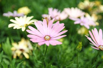 La marguerite violette sur Cornelis (Cees) Cornelissen