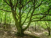 Grote groene boom van Martijn Tilroe thumbnail