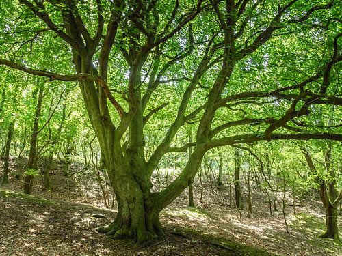 Grote groene boom