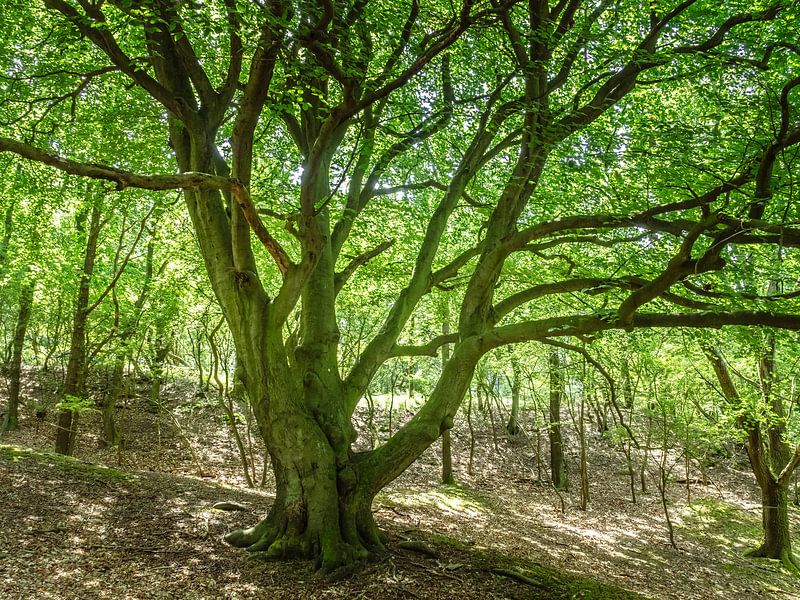 Grote groene boom van Martijn Tilroe