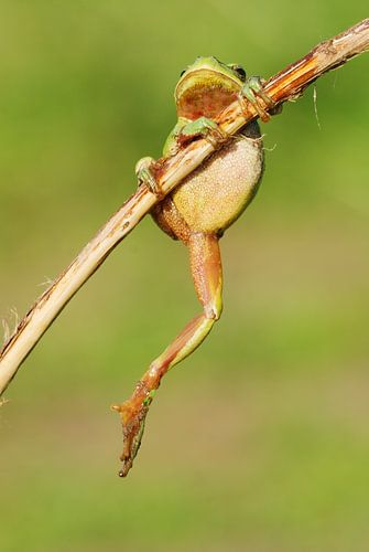 Boomkikker hangend aan een tak in de Achterhoek