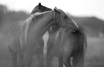 horse by Rando Kromkamp