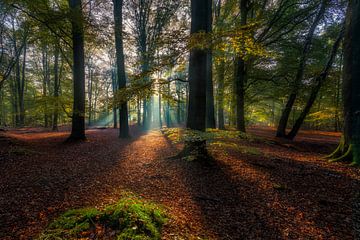 Autumn light by Dennisart Fotografie