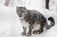 snow leopard is a powerful predator in winter by Michael Semenov thumbnail