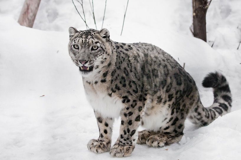 snow leopard is a powerful predator in winter by Michael Semenov