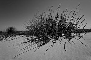 Plant on the beach on the island of Terschelling von Leon Doorn