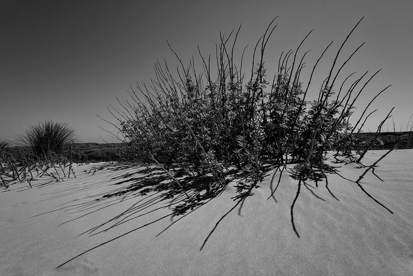 Plant on the beach on the island of Terschelling by Leon Doorn