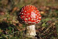 Rood met witte stippen paddenstoel