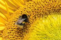 Bezige hommel op zonnebloem