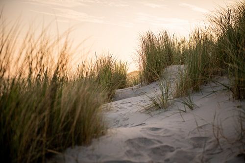 Blick auf den Strand von Terschelling