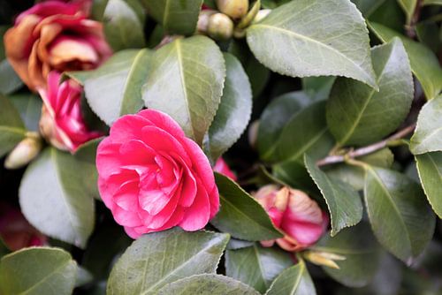 De eerste bloemen in de Emsland-tuin.