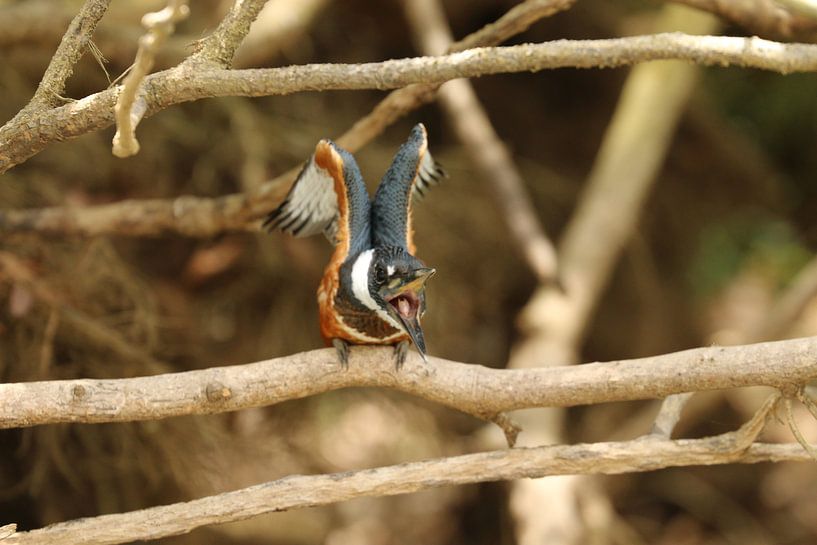 Martin-pêcheur chasseur de roche Cano Negro Costa Rica par Ralph van Leuveren