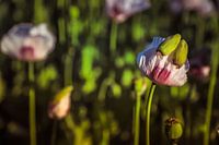 Poppy