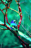 Jay