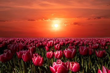 Tulpen in Holland, bollenvelden Nederland.