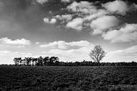 Der einsame Baum - schwarz-weiße Landschaftsfotografie
