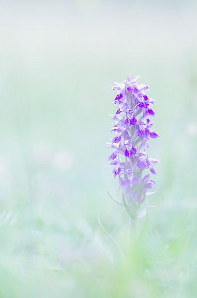 orchidee van Aimé de Clercq