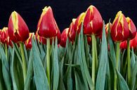 tulipes rouges par eric van der eijk Aperçu