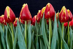 rote Tulpen von eric van der eijk