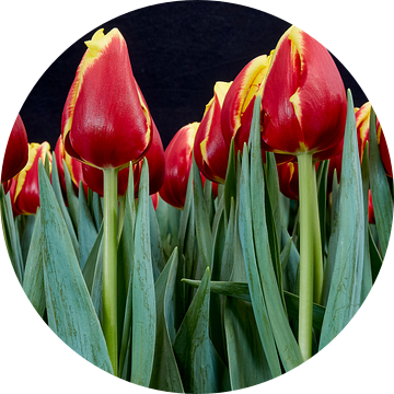 rode tulpen van eric van der eijk