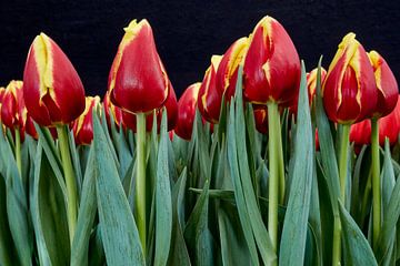 tulipes rouges sur eric van der eijk