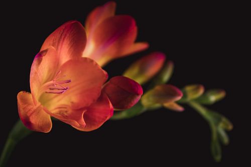 Oranje Crocosmia – Fine Art Bloemportret