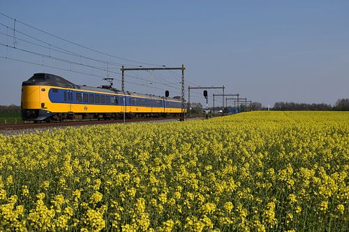 Koploper in de lente
