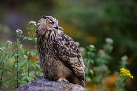 Eurasian Eagle Owl ( Bubo bubo ), perched on a rock at dusk, watching around, in nice surrounding, c by wunderbare Erde