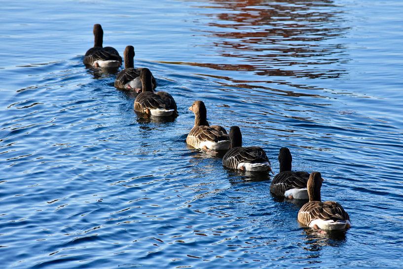 All ducklings swim in the water! by Maud Classens